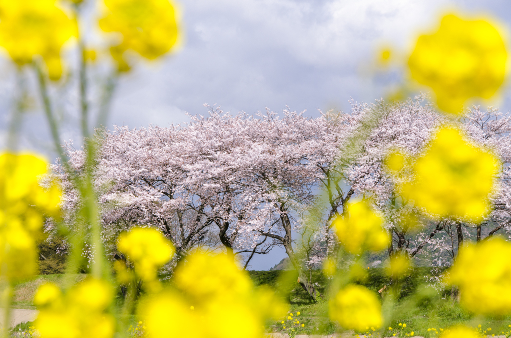 桜三態　コラボ