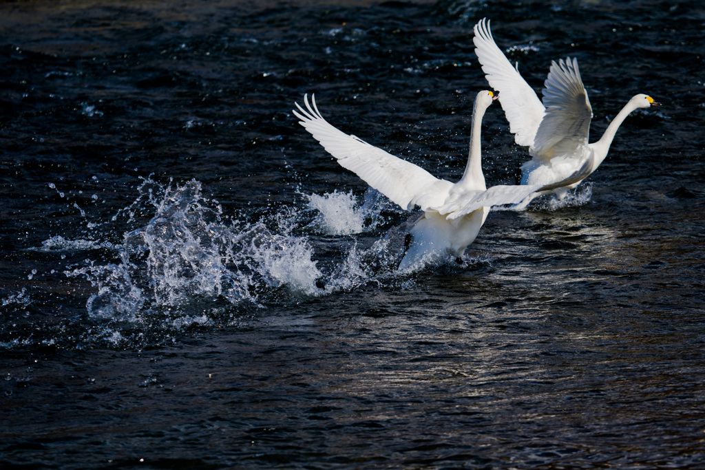 こら，まてぇ～