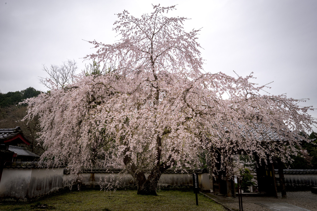 松平郷の枝垂れ桜