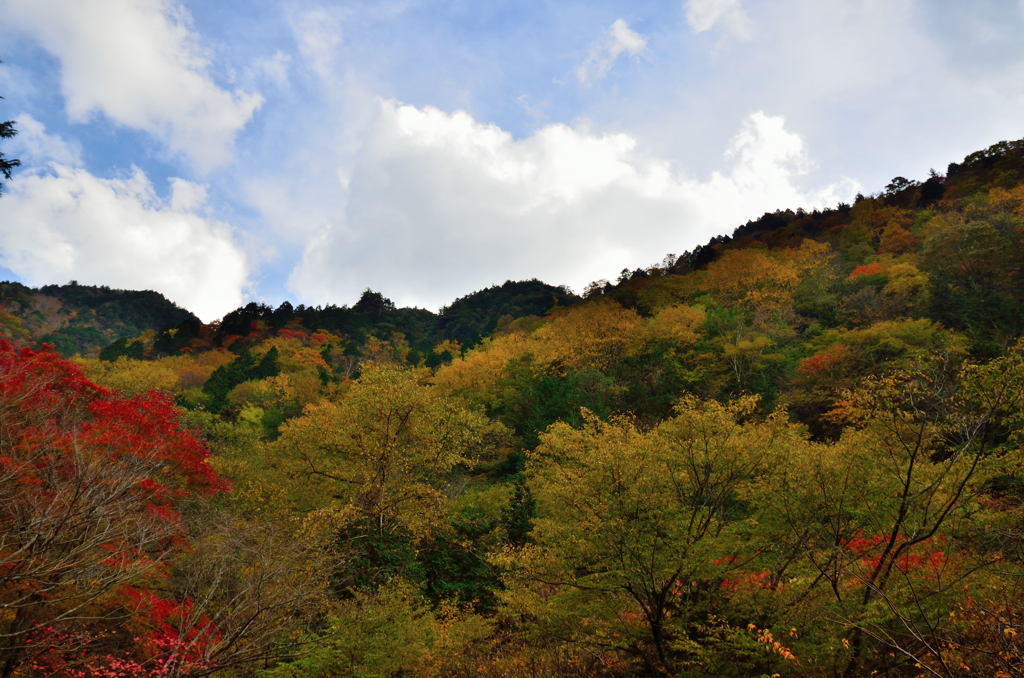 乙女渓谷の紅葉　５