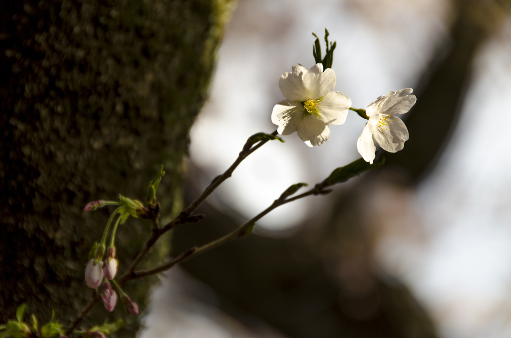 桜三態　こども