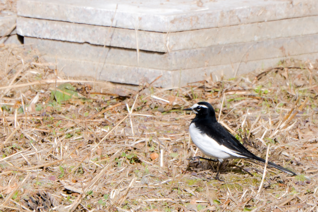 セキレイウォーク