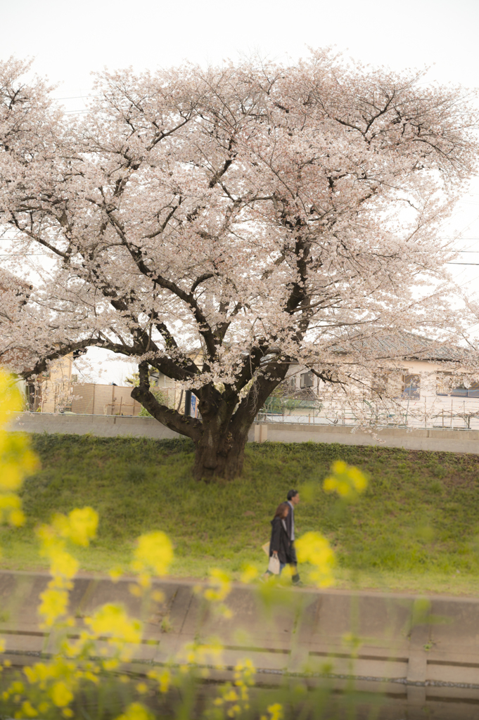 ふたりの春