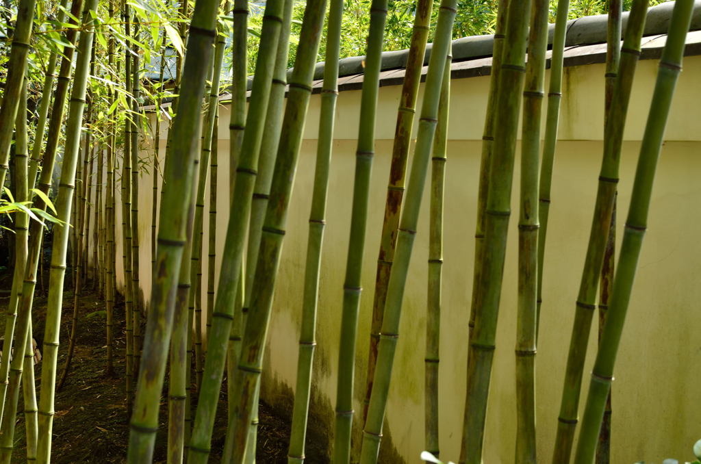 竹林２