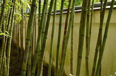 竹林２