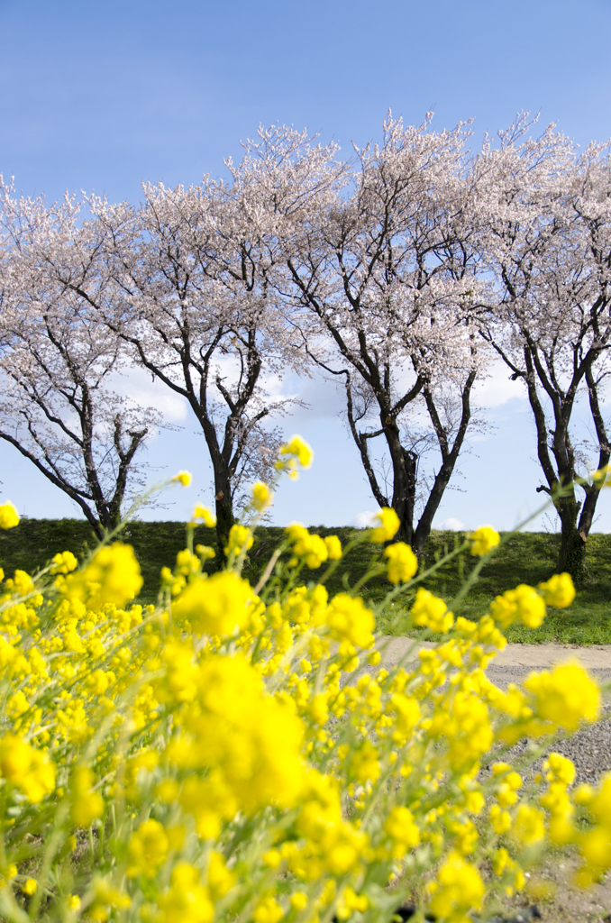 花の応援団