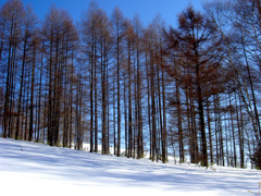 雪原１
