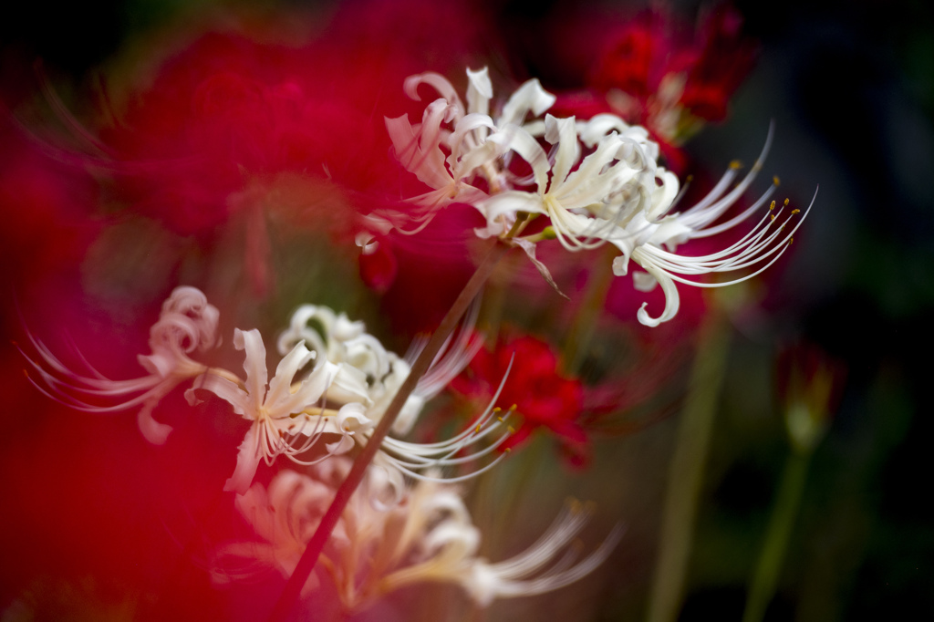 red and white