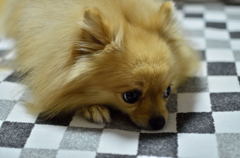 あずき１