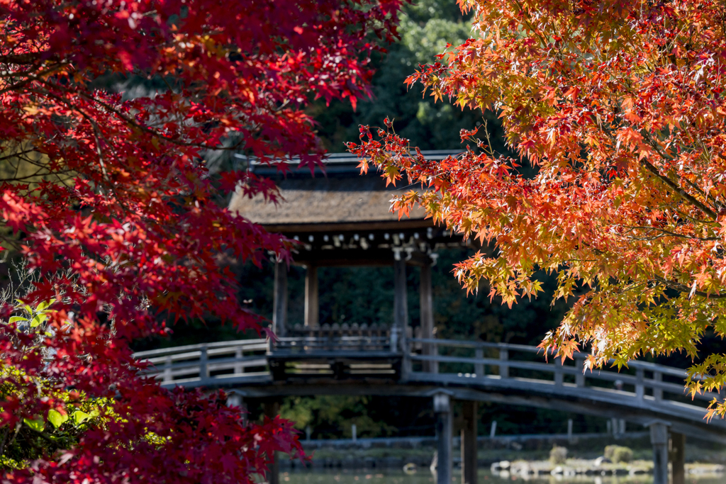 紅葉の中の無際橋