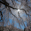 しだれ桜のふところ