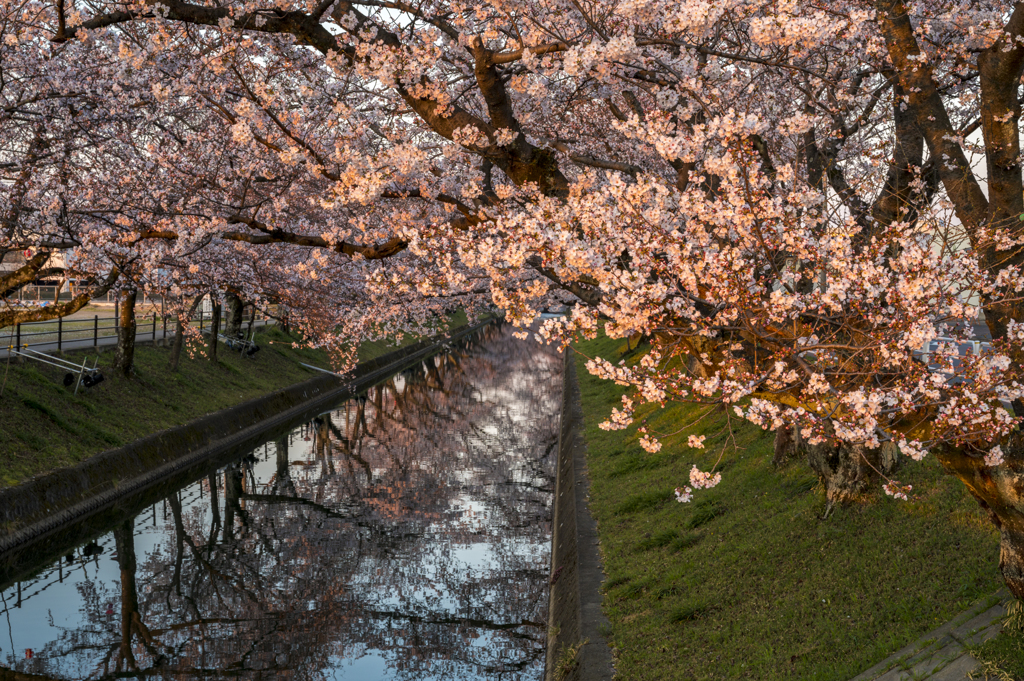朝焼け桜
