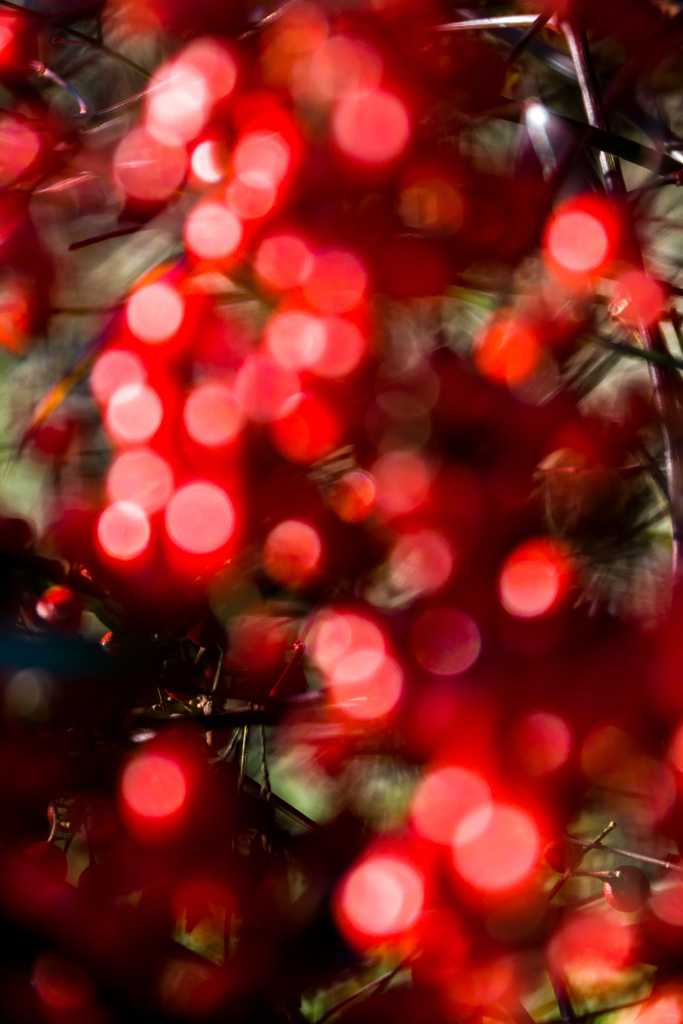 ご近所スナップ 　ナンテン