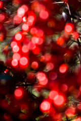 ご近所スナップ 　ナンテン