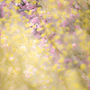 黄花フィルター