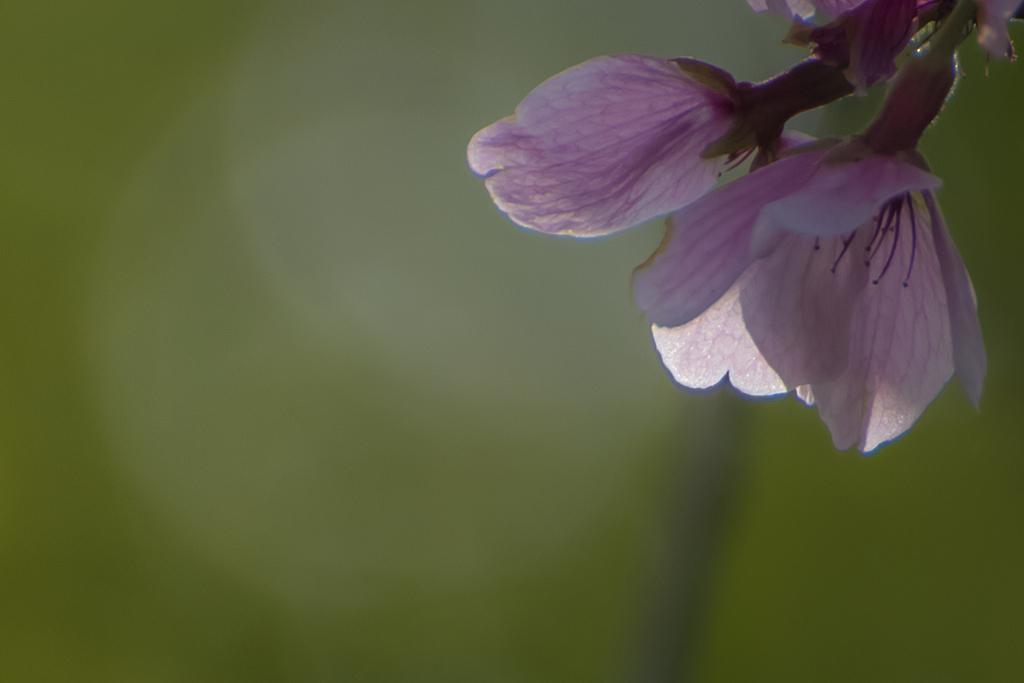 名残桜