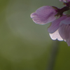 名残桜