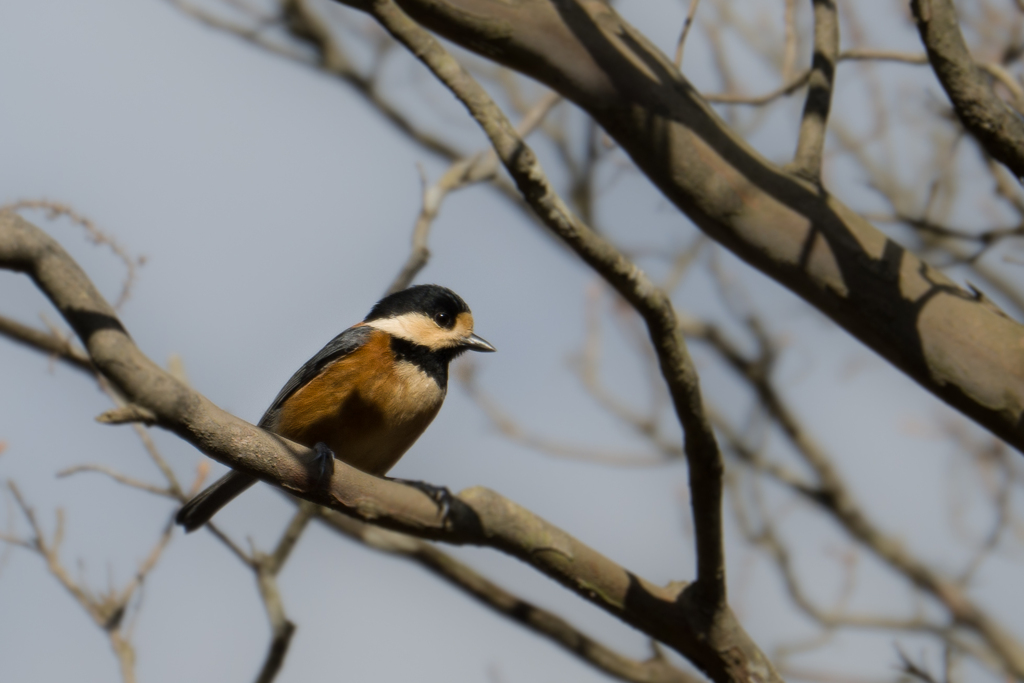 ヤマガラくん，今日もお出まし
