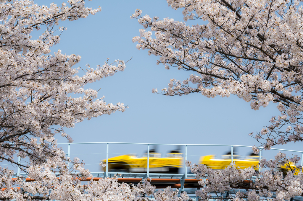 桜コースター