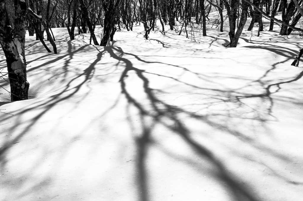 shadow