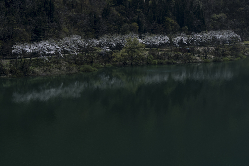 九頭竜湖の桜