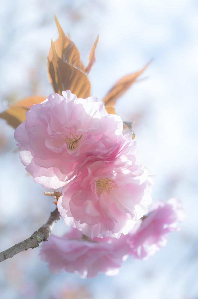 八重桜ふんわり