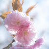 八重桜ふんわり