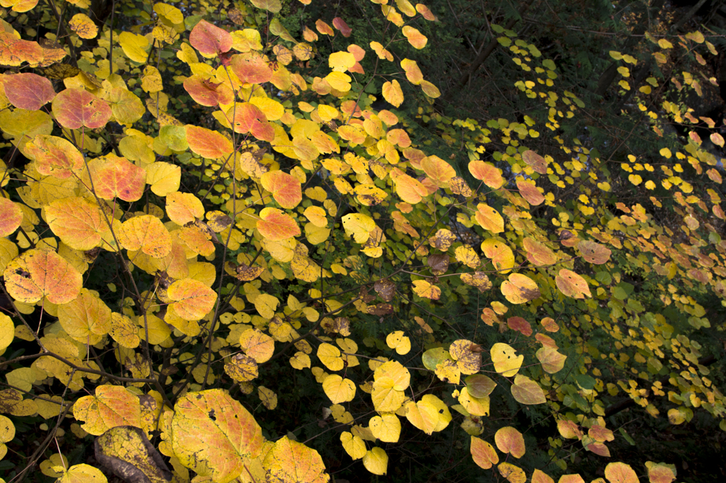 銀河紅葉