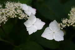 紫陽花の世界