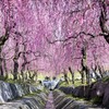 梅色カーテン