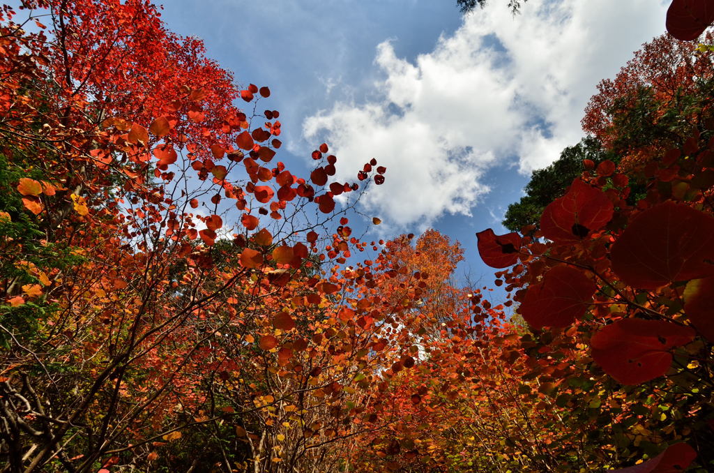 乙女渓谷の紅葉　４