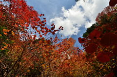 乙女渓谷の紅葉　４