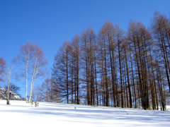 雪原２