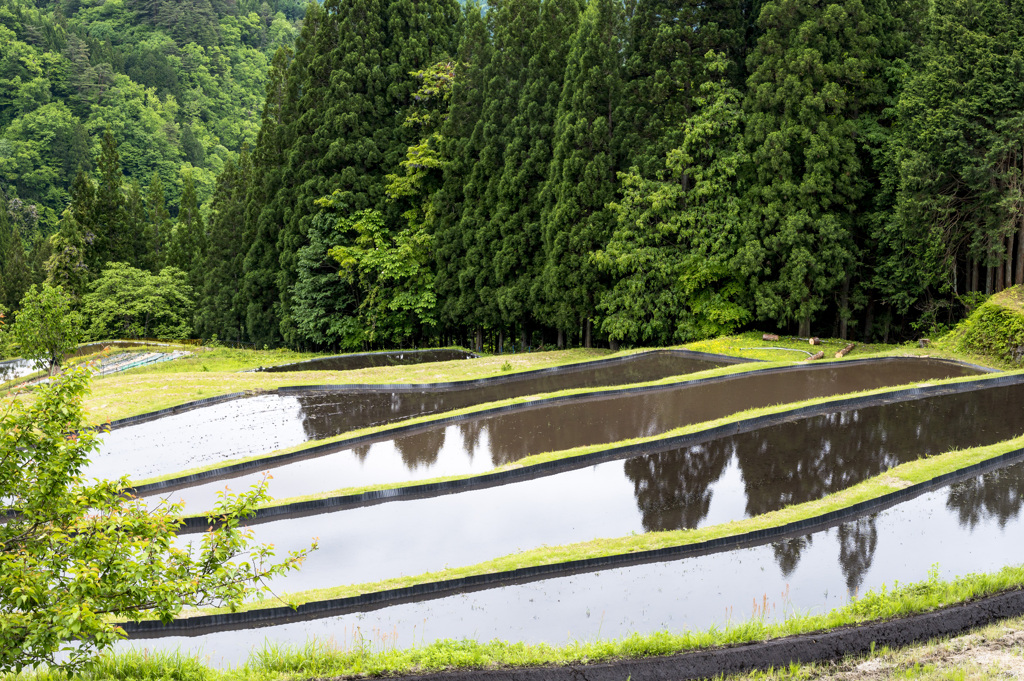 山間の棚田