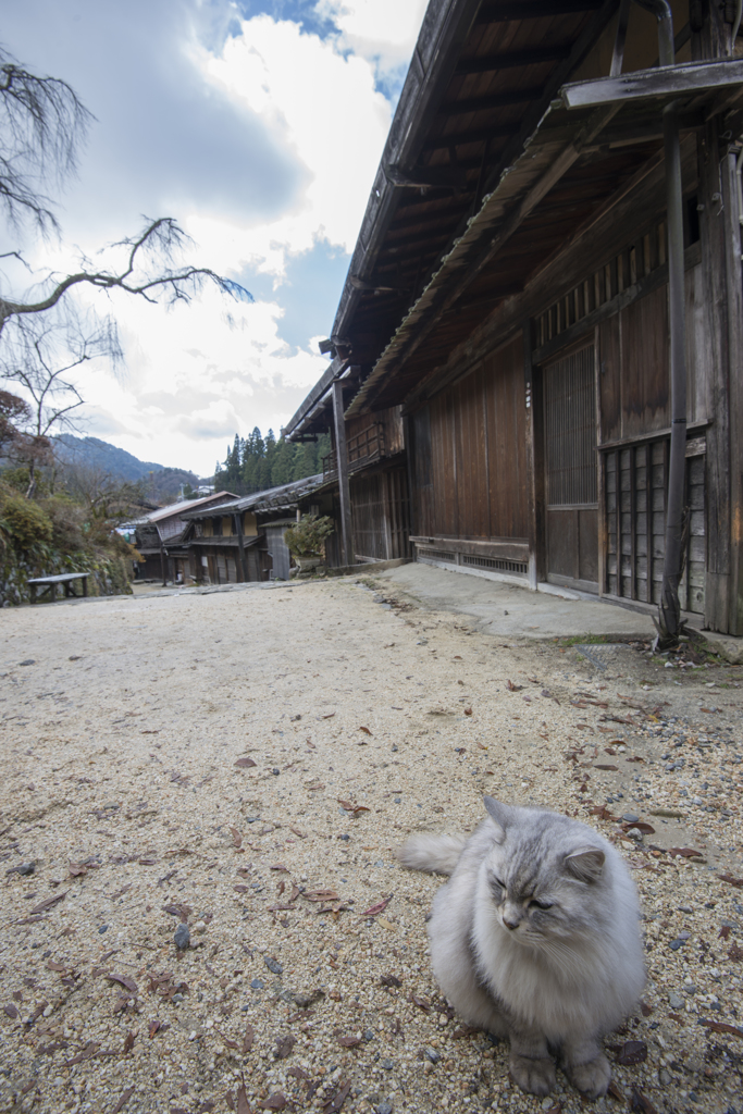 宿場のペルシャ　Ⅱ