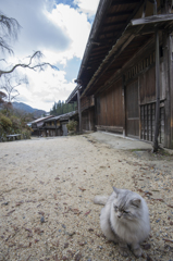 宿場のペルシャ　Ⅱ