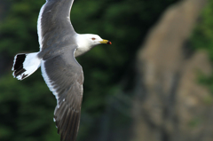 動物界脊索動物門鳥綱チドリ目カモメ科カモメ属