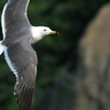 動物界脊索動物門鳥綱チドリ目カモメ科カモメ属