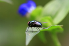 metallic fly