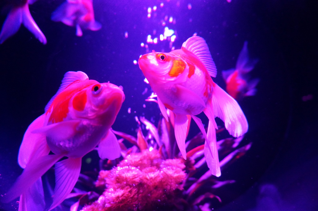 金魚