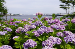 Hydrangea～紫陽花～
