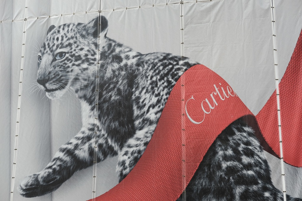 世界一有名なヒョウ