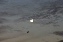 空と月と鳥