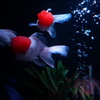 金魚