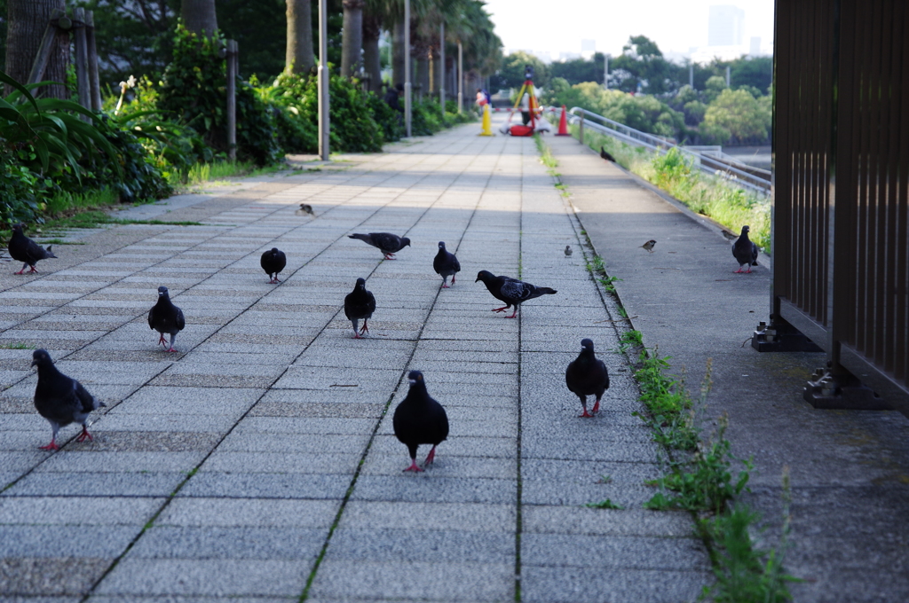 鳩連