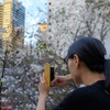 陸橋横の桜