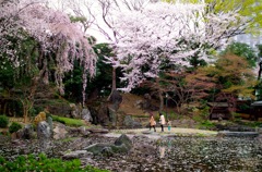 Walking with family under cherry blossom