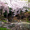Walking with family under cherry blossom