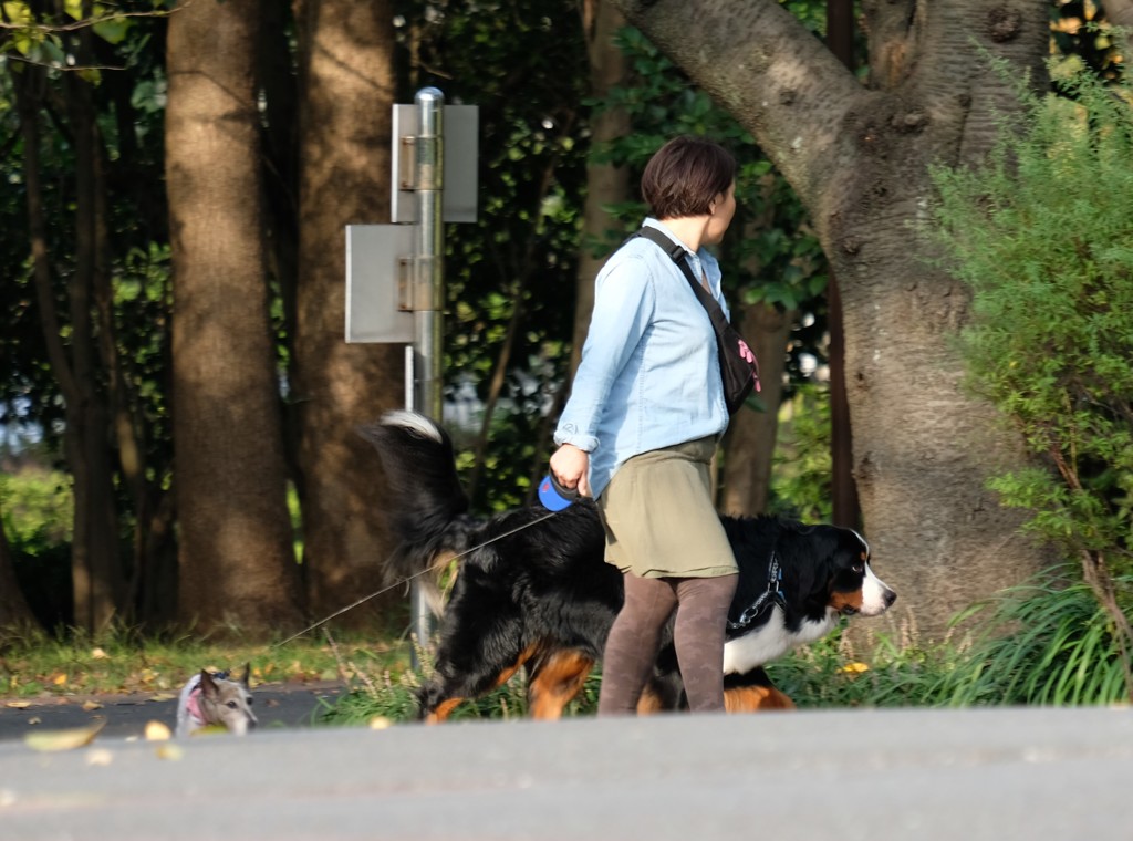 犬と散歩