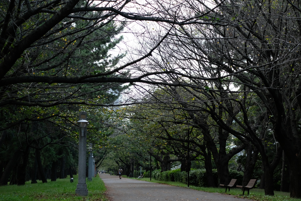 春まで坊主。春には桜が満開。